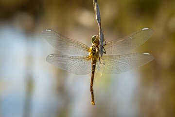 weibliche Gemeine Heidelibelle (Sympetrum vulgatum) hängt an einem Halm