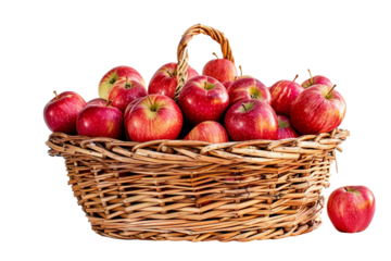 Basket of freshly picked apples from an orchard isolated on clear white background displaying freshness