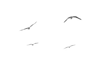 Birds flying isolated on white background, (Black and white)