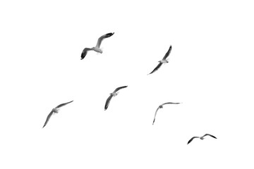 Birds flying isolated on white background, (Black and white)
