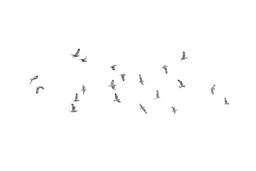 Birds flying isolated on white background, (Black and white)