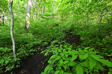 Mount. Haruna, Takasaki, Gunma, Japan