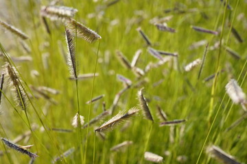 macro image of mosquito grass (bouteloua gracilis)