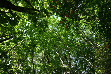 Mount. Haruna, Takasaki, Gunma, Japan