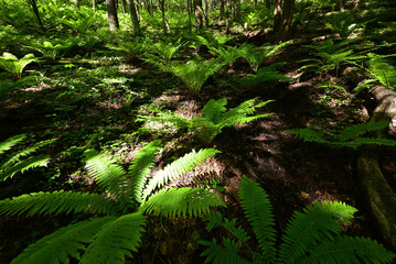 Mount. Haruna, Takasaki, Gunma, Japan