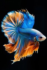 Fototapeta premium beautiful blue aqua orange Siamese fighting fish