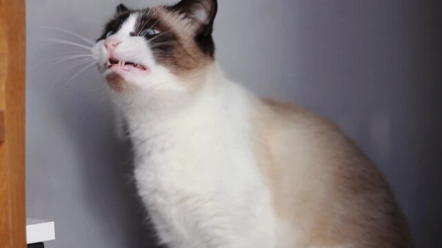 Cute siamese cat with deep blue eyes is yawning. Domestic cat enjoying indoor life. Concept of adorable indoor cat.