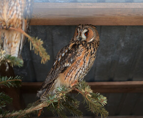 portrait of a long-eared owl, an unusual bird, very noble and majestic