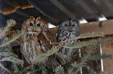 red fox with black ears and white bib in a cage at the zoo