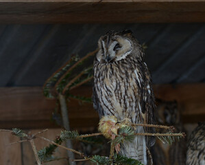 portrait of a long-eared owl, an unusual bird, very noble and majestic