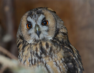 portrait of a long-eared owl, an unusual bird, very noble and majestic