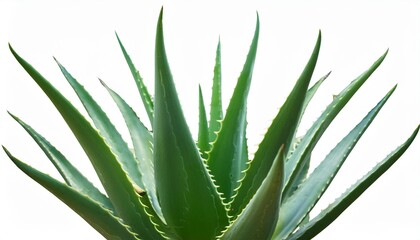 Obraz premium Aloe Vera Plant - Isolated with clear background.