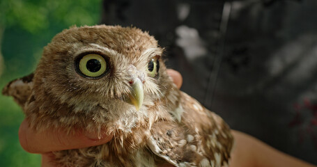 A detailed closeup reveals a young owl gently held in hands, set against a breathtaking natural background that showcases the wonders of nature