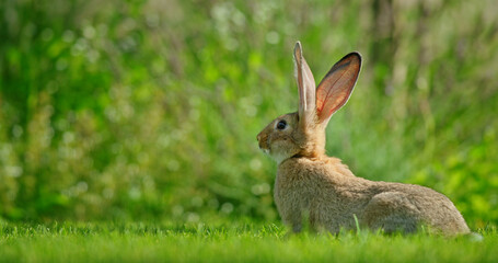 An adorable rabbit with soft fur and long ears sits on a vibrant green meadow, creating a charming portrait of nature beauty.