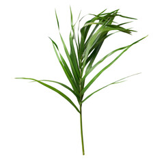 Fototapeta premium Close-up shot of a vibrant green palm frond with delicate details isolated on a black background.