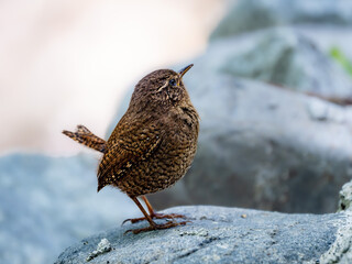 森の中の水場の岩の上に佇むミソサザイ