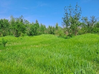 Obraz premium landscape with trees, grass and sky