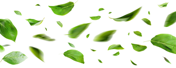 Flying fresh green leaves, cut out