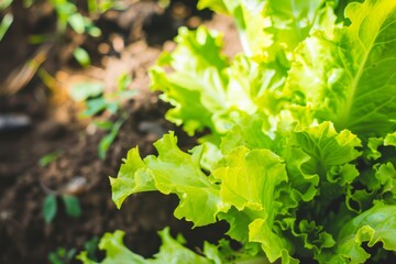 Vibrant Green Lettuce Thrives Under the Warm Sun in a Flourishing Garden Bed