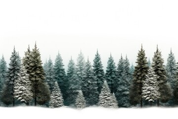 Christmas tree in the evergreen forest