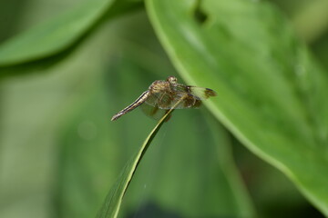 The Dragon Fly is on a plant.