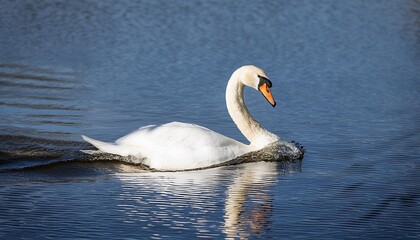 Obraz premium PNG of a graceful swan gliding on water.