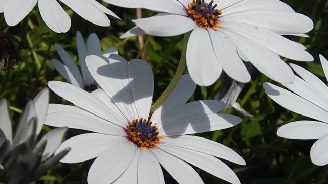 Flowers White African daisy, Dimorphotheca pluvialis and bee on sunny spring weather - slow motion. Topics: flowering, pollination, beauty of nature, fauna, flora, natural environment, season
