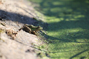 Frosch