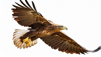 Obraz premium Transparent background of a majestic eagle in flight.