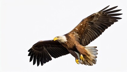 Transparent background of a majestic eagle in flight.
