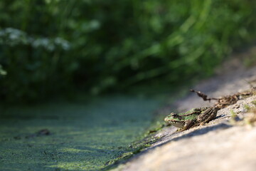 Frosch