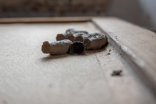 Kokons der Orientalischen M&ouml;rtelwespe bzw. Mauerwespe . Sceliphron curvatum . Asiatische Lehmtopfwespe . Cocoons of Asian mud-dauber wasp