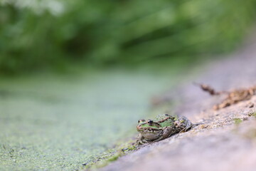 Frosch