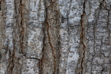 bark texture of ulmus minor