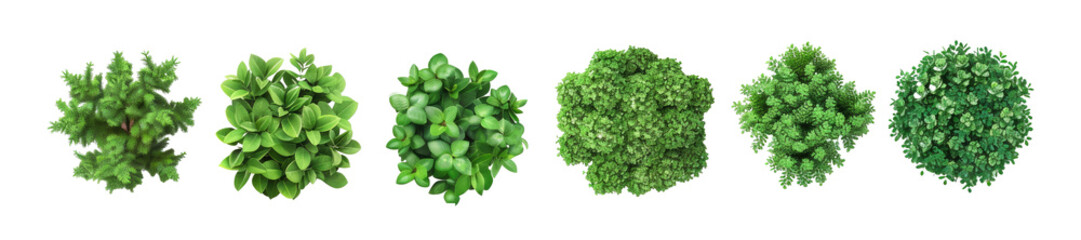 Obraz premium Top view of various decorative green bush or shrub plants isolated on transparent background.
