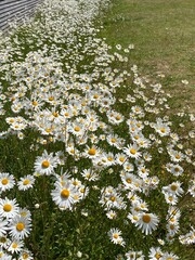 daisies in a field