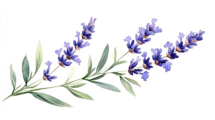 Naklejka premium Delicate and Fragrant Lavender Sprig Watercolor Ideal for Botanical Decor Designs and Nature Inspired Aesthetics