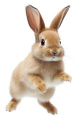 PNG Animal mammal rodent bunny.