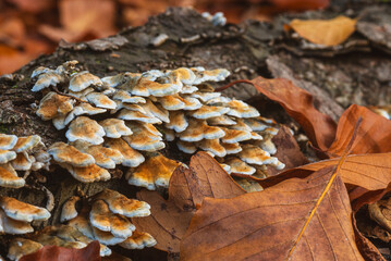 Mushrooms in autumn, autumnal impressions with mushrooms, background photos