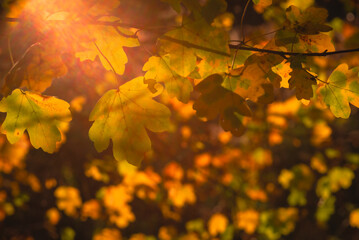 Sunshine penetrates autumnal maple leaves on a branch, slightly out of focus, creative photo, background photo, autumnal impressions, fineartphoto, moody