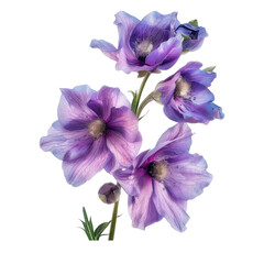 A fresh delphinium, beautiful arrangement of delicate purple flowers showcasing intricate petals and vibrant colors, perfect for any design project.