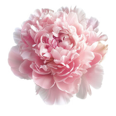 A beautiful pink peony flower showcasing its soft petals and delicate texture, perfect for floral arrangements and decorations.
