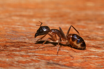 Red Ant on green leaf in the garden. Macro. Shallow depth of field