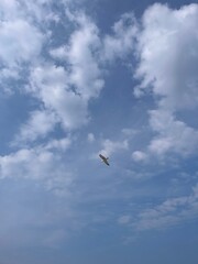 Seagull flying in the blue sky