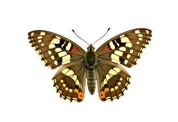 Naklejka premium Speckled Wood Butterfly, Pararge aegeria: A Stunning Side Profile Isolated on White