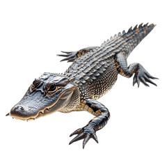 Naklejka premium American Alligator Isolated on White Background in Natural Pose