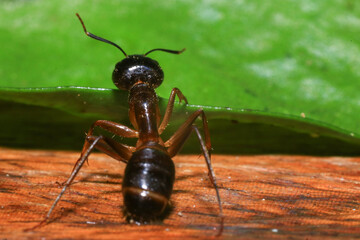Red Ant on green leaf in the garden. Macro. Shallow depth of field