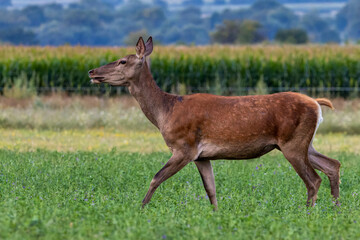 A beautiful red deer doe runs along the edge of a cornfield fenced with an electric fence.