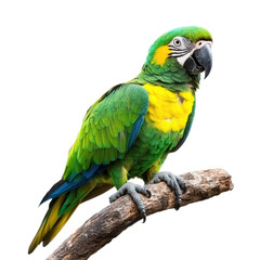 Obraz premium Vibrant Amazon Parrot Perched on a Branch Against a White Background