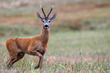 Majestic roe deer buck (Capreolus capreolus) with large antlers approaching a harvested wheat field. © gigello